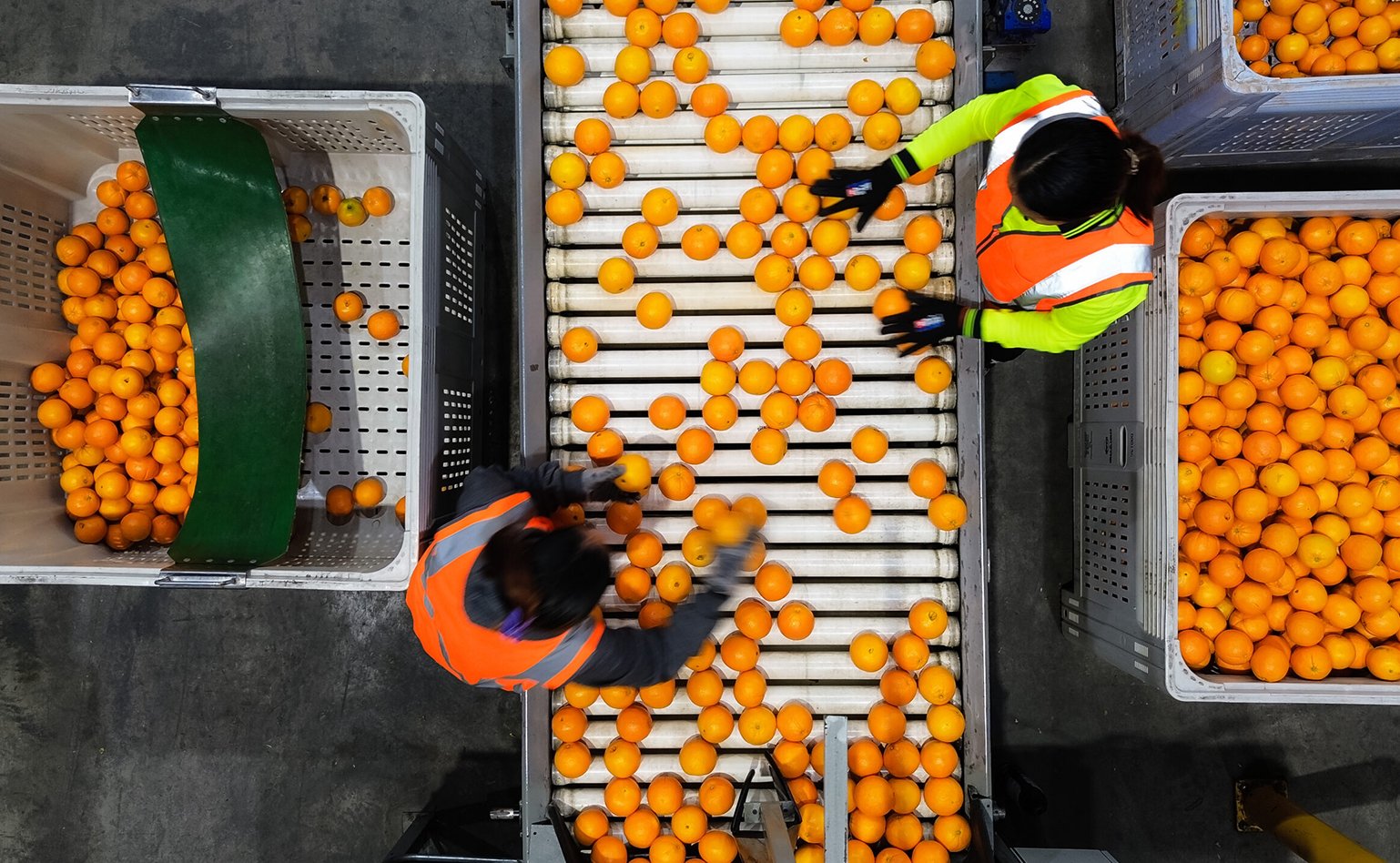 Certified fresh produce being prepared for export within Fayed Holdings' sourcing network.